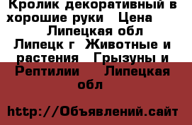 Кролик декоративный в хорошие руки › Цена ­ 300 - Липецкая обл., Липецк г. Животные и растения » Грызуны и Рептилии   . Липецкая обл.